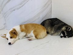 -浣熊柯尔鸭土拨鼠·电玩咖