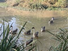 -西安浐灞国家湿地公园