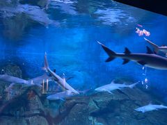 -烟台海昌鲸鲨海洋公园