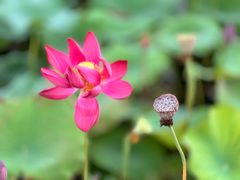 -泗洪洪泽湖湿地景区