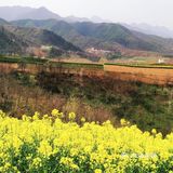 红土地vs油菜花｜秦岭普罗旺斯｜鲍旗寨