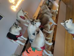 -Husky Go! 哈士奇体验馆·宠物咖啡厅狗咖