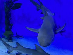 -太平洋海底世界