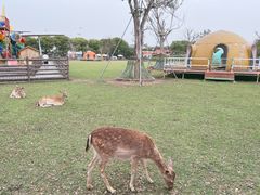 -苏州太湖西山岛开心农场