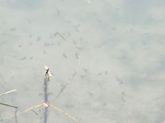 -望江楼公园