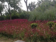 -白鹭湾湿地公园