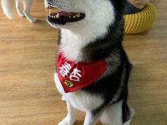 -Husky Go! 哈士奇体验馆·宠物咖啡厅狗咖