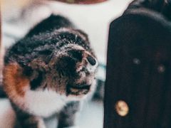 -平行世界·猫咖(首经贸店)