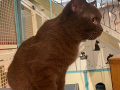 -猫小院猫主题咖啡厅(北锣店)