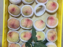 -老袁家蜜桃农场·阳山水蜜桃