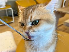 -有喵·猫咖·狗咖·30几只猫10只小狗(岗厦店)