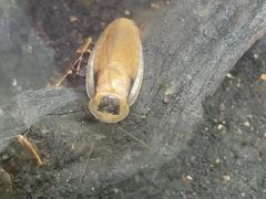 -上海大自然野生昆虫馆(东方明珠·爬宠昆虫探索中心)