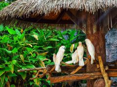 -清迈夜间动物园