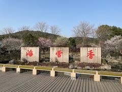 -香雪海