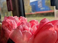 -双季花艺园艺市场(浦东店)