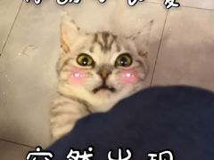-三花喵·撸猫购宠·宠物生活馆(虹桥南丰城店)