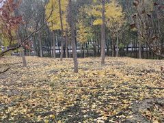 -中央财经大学-食堂