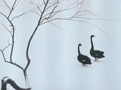 -BLACKSWAN黑天鹅(环球店)