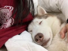 -星多哈·狗咖·拼豆·咖啡