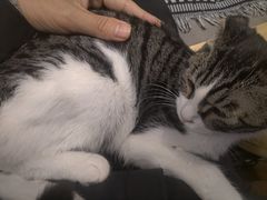 -平行世界·猫咖(首经贸店)