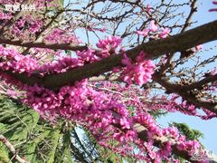 -北京大学肿瘤医院