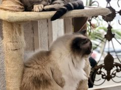 -共舞时光猫咖·狗咖(新街口店)