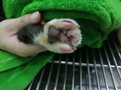 -艾贝尔宠物诊疗