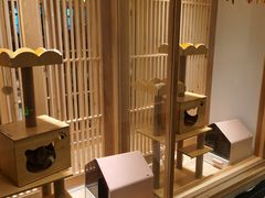 -猫腻·猫咖·撸猫馆(星光大道店)
