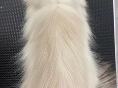 -comecome来吧宠物(奥克斯中心店)