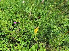 -白草畔自然风景区