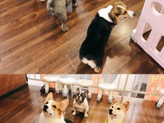 -柯斗斗主题餐厅·狗咖·围炉煮茶·茶饮(国瑞升平里店)