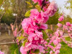 -大兴滨河森林公园