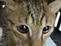 -安安宠医宠物医院·异宠·犬猫内科(岳阳分院)
