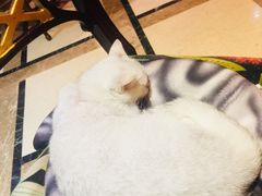 -猫色咖啡·猫咖