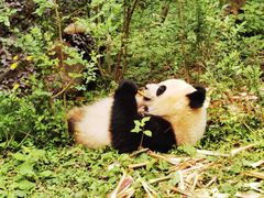 -成都大熊猫繁育研究基地