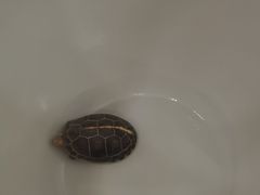 -九忠祥小笼馆(保利时光里店)