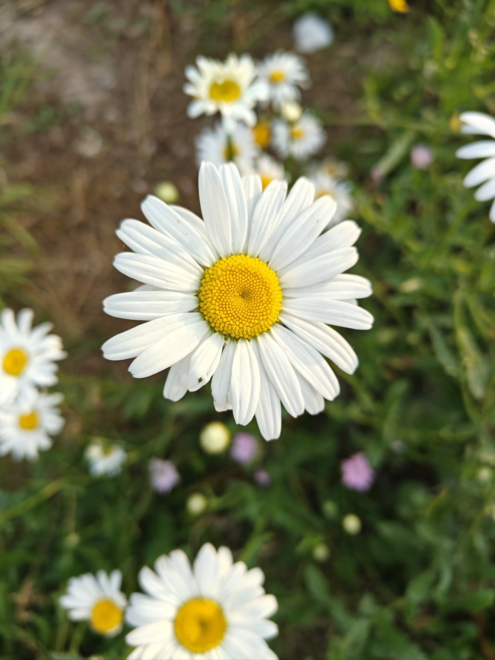 雁南公园的小雏菊