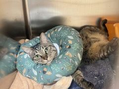 -凯特喵百思猫专科医院