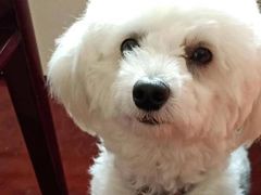 -瑞派福兴宠物医院犬猫全科·骨科·中西医结合(河东店)