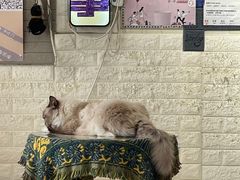 -平行世界·猫咖(首经贸店)