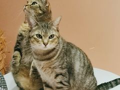 -猫儿山۰猫主题餐厅