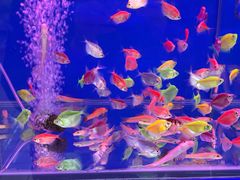 -大润发(康桥店)