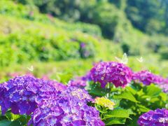 -鼓岭旅游度假区