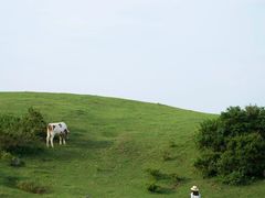 -大姆山草场