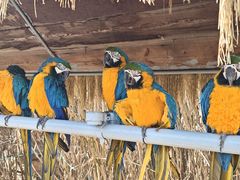 -西霞口神雕山野生动物世界
