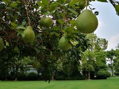 -上海英国外籍人员子女学校(浦西校区)