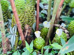 -中国科学院西双版纳热带植物园