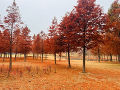 -黄海国家森林公园