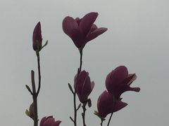 -庆丰包子铺(白塔寺店)