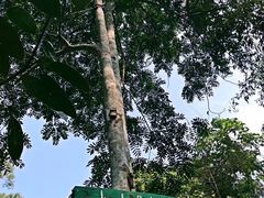 -清迈丛林飞跃 JungleFlight